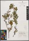 Foto von Salix phylicifolia L.